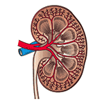 Kidney