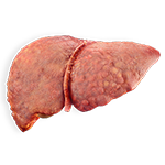 Fatty Liver