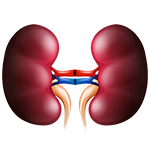 kidney