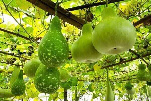 Gourd for kidney disease