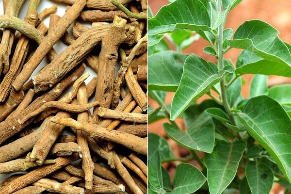 Ashwagandha - Ayurvedic Medicines for Cancer