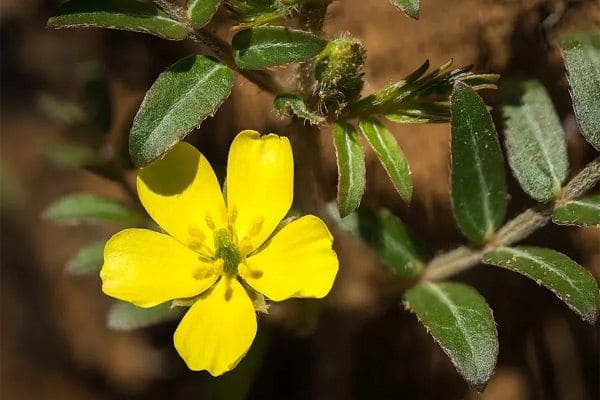 Gokshur - herbs for reducing the BUN level