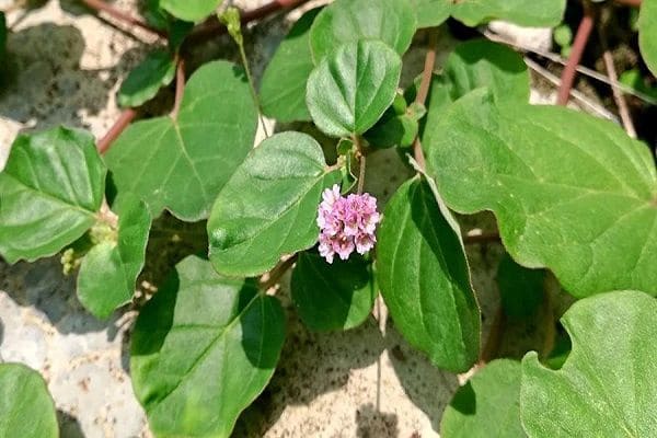 Punarnava - herbs for reducing the BUN level