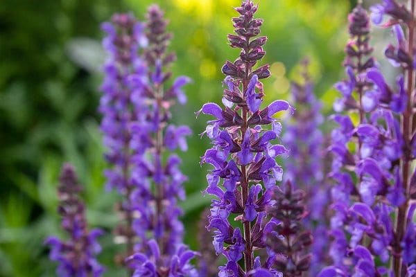 Salvia - herbs for reducing the BUN level